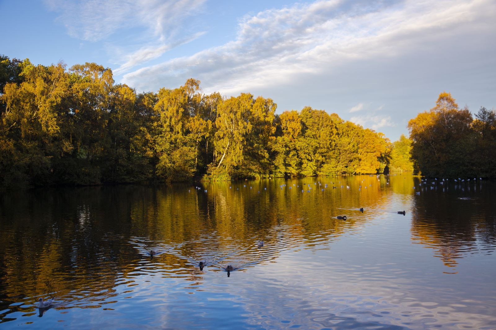 Coppice Pond at St Ives Estate